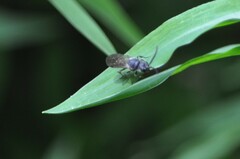 Myrmosa unicolor