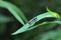 Myrmosa unicolor
