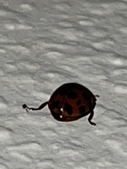 Harmonia axyridis