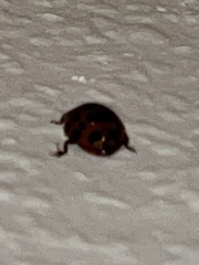 Harmonia axyridis