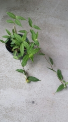 Commelina suffruticosa