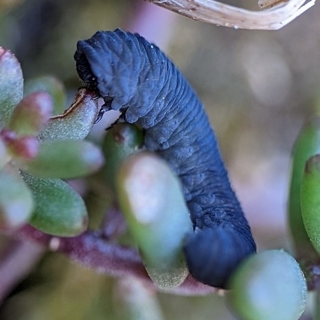 Sawfly