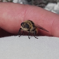 Cephenemyia stimulator