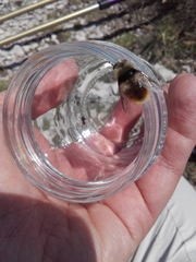Cephenemyia stimulator
