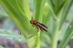 Polistes mexicanus