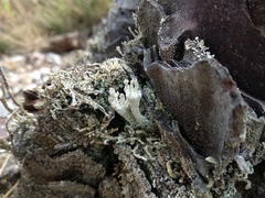 Cladonia polydactyla
