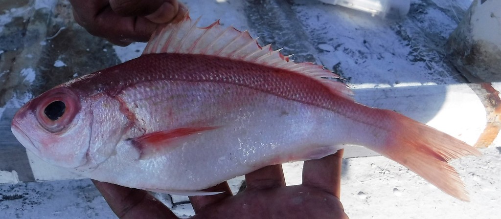 Bastard snapper (Rhomboplites aurorubens) — Lutjanidae