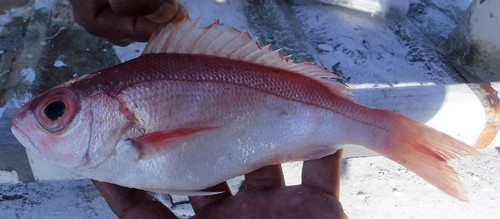 Bastard snapper (Rhomboplites aurorubens) — Lutjanidae