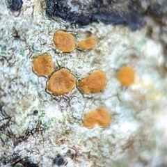 Lecanoromycetes