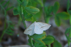 Lepidoptera
