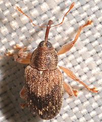 Lignyodes fraxini