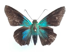 Telegonus alardus latia