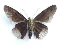 Telegonus alardus latia