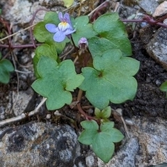 Cymbalaria muralis