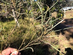 Acacia caroleae