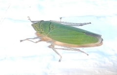 Draeculacephala inscripta