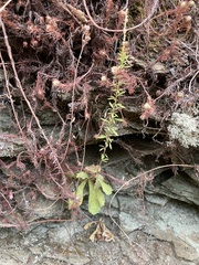 Anarrhinum