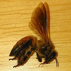 Apis dorsata