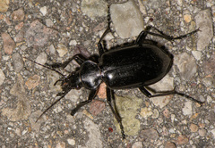 Calosoma peregrinator