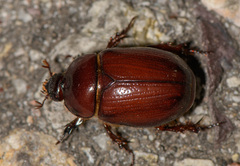 Oxygrylius ruginasus