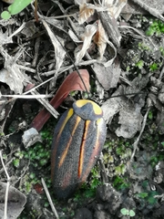 Rochaina mexicana