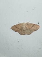 Cyclophora ruficiliaria