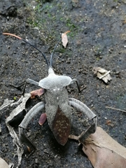 Acanthocephala heissi