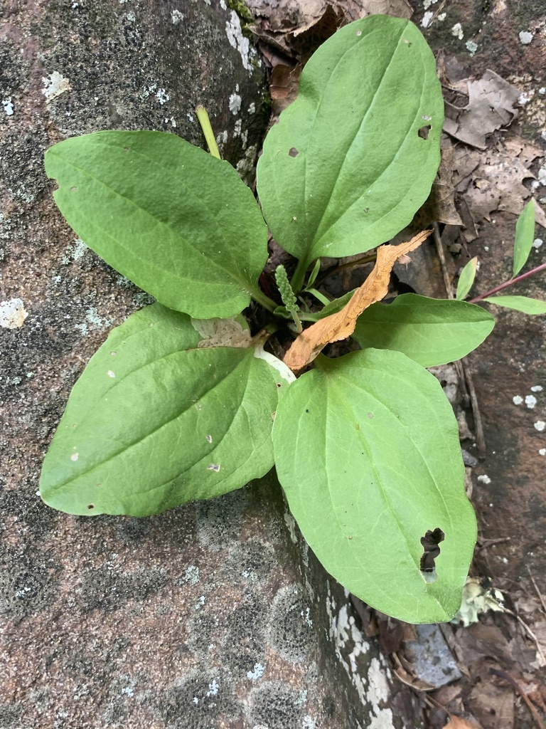 greater plantain from Fingerboard Rd, Oakland, MD, US on August 16 ...