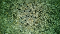 Lampropeltis alterna