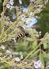 Dielis plumipes