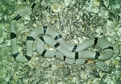Lampropeltis alterna