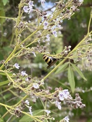Dielis plumipes