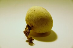 Lycoperdon radicatum