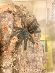 Caribena versicolor