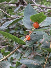 Lonicera tatarica