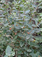 Lonicera tatarica