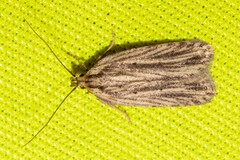 Agonopterix umbellana