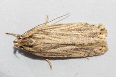 Agonopterix umbellana