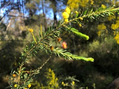 Acacia conferta