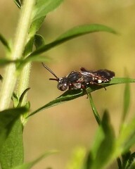 Nomada vicina