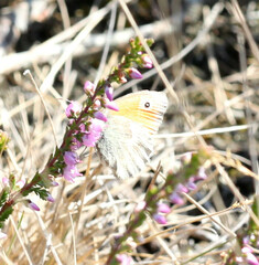 Coenonympha pamphilus