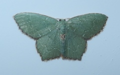 Chloropteryx tepperaria