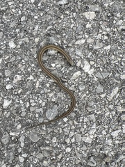 Thamnophis brachystoma