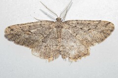 Zermizinga indocilisaria