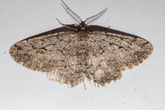 Zermizinga indocilisaria