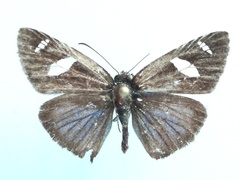 Pythonides jovianus amaryllis