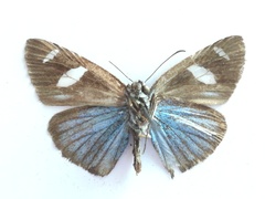 Pythonides jovianus amaryllis