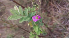 Tephrosia purpurea image