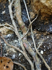 Arthonia cinnabarina