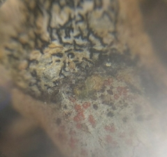 Arthonia cinnabarina